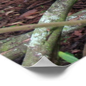 Black-Crowned Night-Heron met Breeding Plume Poster (Hoek)