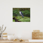 Black Crowned Night Heron Poster (Keuken)