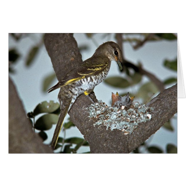 Black Cuckoo Shrike (Voorkant Horizontaal)