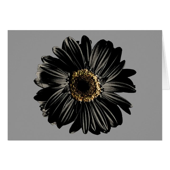 Black Daisy (Voorkant Horizontaal)