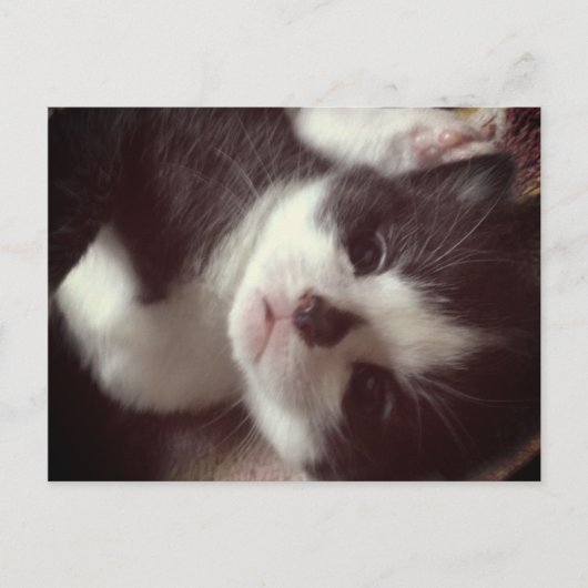 Black Diamond Nose CUTE Kat Briefkaart (Voorkant)