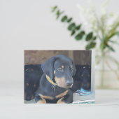 Black Doberman Puppy Briefkaart (Staand voorkant)
