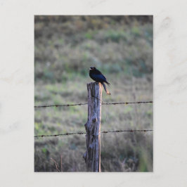 BLACK DRONGO OP POST RURAL QUEENSLAND AUSTRALIË BRIEFKAART