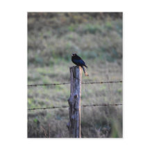 BLACK DRONGO OP POST RURAL QUEENSLAND AUSTRALIË