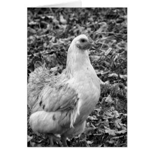 Black en White Hen