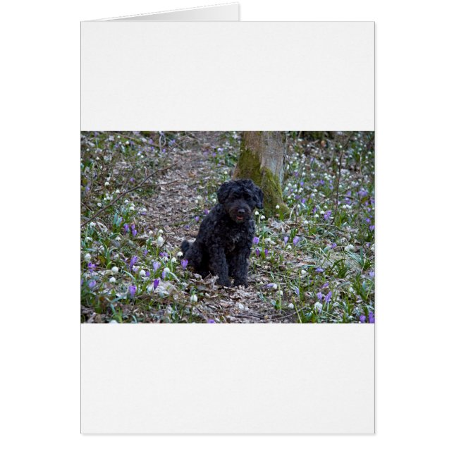 Black English Springer Spaniel (Voorkant)