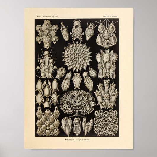 Black Ernst Haeckel Ocean Life Print (Voorkant)