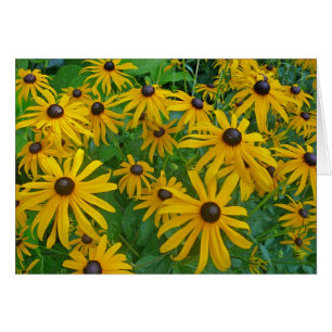 Black Eyed Brown Eyed Susan Fotograaf
