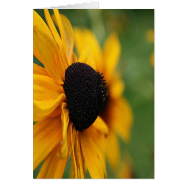 Black Eyed Susan (Voorkant)