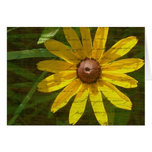 Black-Eyed Susan (Voorkant Horizontaal)