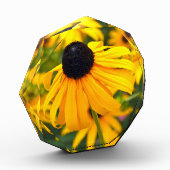 Black-Eyed Susan Acryl Fotoblok (Links)
