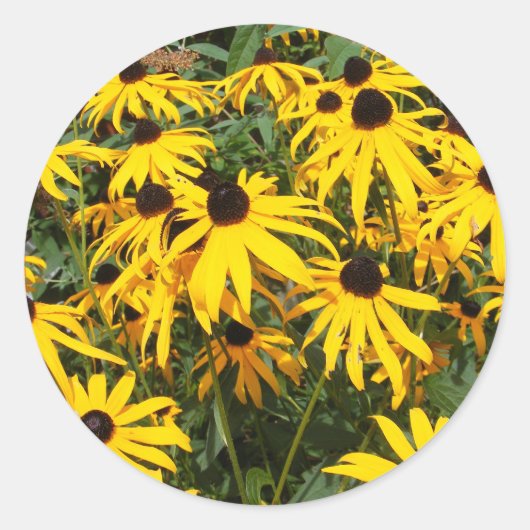Black Eyed Susan ~ autocollant (Devant)