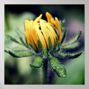 Black Eyed Susan Awakening Poster