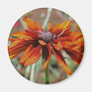 Black Eyed Susan Bloem Fotografie Magneet