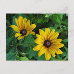 Black-Eyed Susan Briefkaart