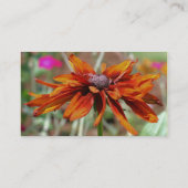 Black Eyed Susan Carte de visite de la photographi (Dos)