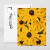 Black-eyed Susan Daisies Briefkaart (Voorkant / Achterkant)