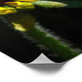 Black Eyed Susan Daisies Poster (Hoek)