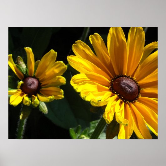 Black Eyed Susan Daisies Poster (Voorkant)