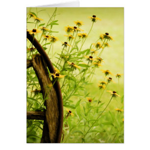 Black-Eyed Susan en Wagon Wheel Photo
