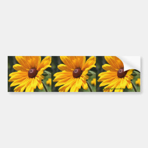 Black Eyed Susan Flower Bumpersticker Art
