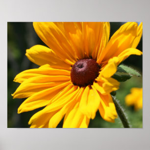 Black Eyed Susan Flower in Sunshine Poster