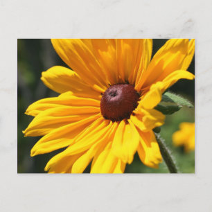 Black Eyed Susan Flower Photography Briefkaart
