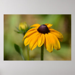 Black Eyed Susan Flower Photography Poster