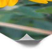 Black-eyed Susan Flower Poster (Hoek)