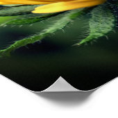 Black Eyed Susan Flower Unfolding Poster (Hoek)