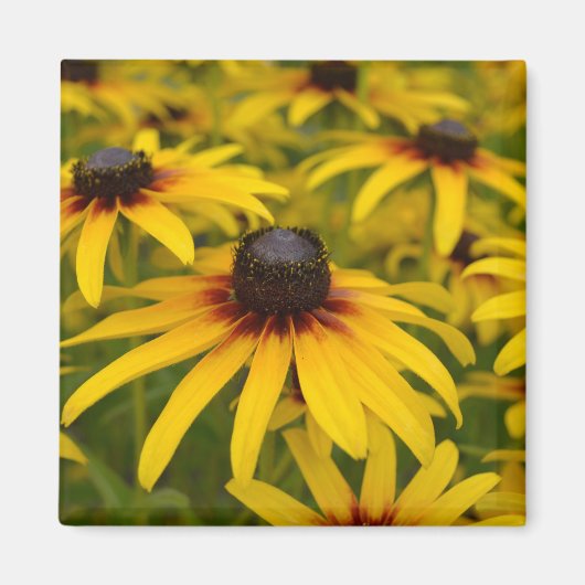 Black Eyed Susan Flowers Magneet (Voorkant)