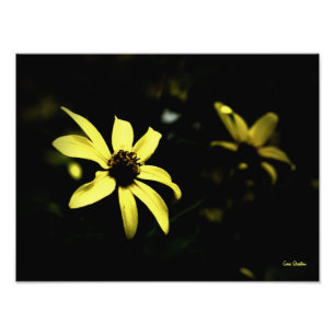 Black Eyed Susan-L Photo Print Foto Afdruk