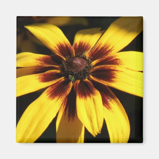 Black Eyed Susan Magnet (Devant)
