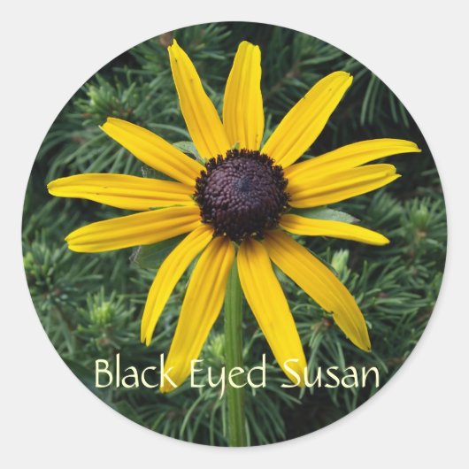 Black Eyed Susan MD Flower Ronde Sticker (Voorkant)