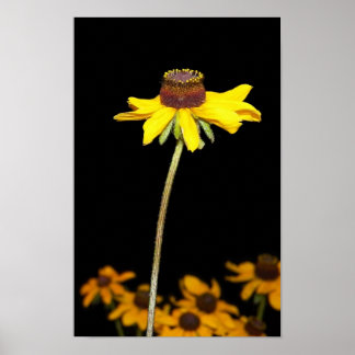 Black Eyed Susan op zwarte achtergrond Poster