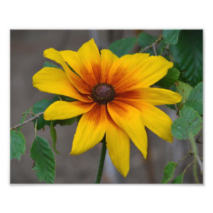 Black Eyed Susan Photo Print Foto Afdruk