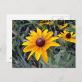 Black-Eyed Susan Postcard Briefkaart (Voorkant / Achterkant)