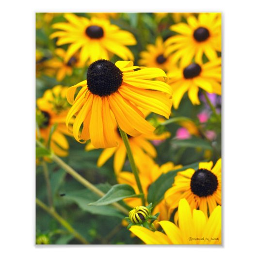 Black-Eyed Susan Poster (Voorkant)