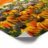 Black Eyed Susan Poster (Hoek)