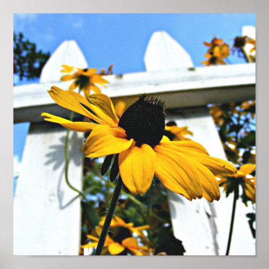 Black Eyed Susan Poster (Voorkant)
