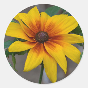 Black-Eyed Susan Sticker