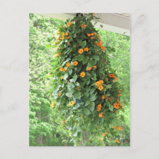 Black Eyed Susan Vine Briefkaart