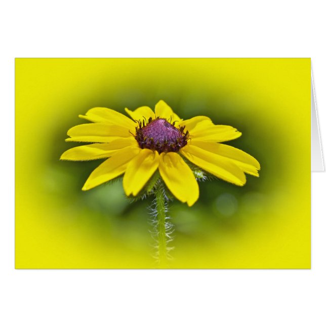 Black-Eyed Susan Wildflower (Voorkant Horizontaal)