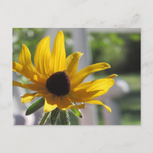 Black-Eyed Susan Wildflower   Briefkaart