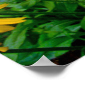 Black-Eyed Susan Wildflower Poster (Hoek)