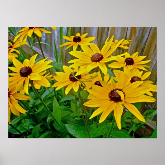 Black-Eyed Susan Wildflower Poster (Voorkant)
