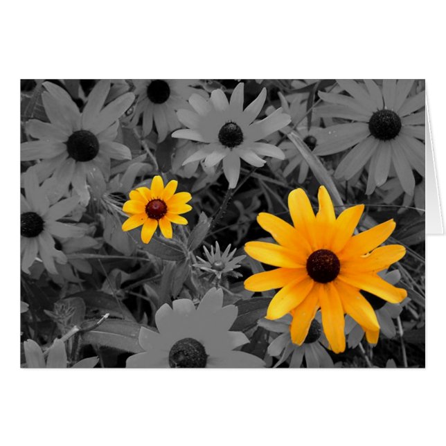 Black Eyed Susans (Voorkant Horizontaal)