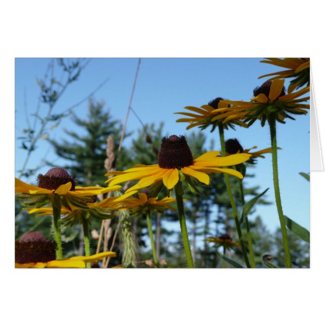 Black eyed Susans (Voorkant Horizontaal)