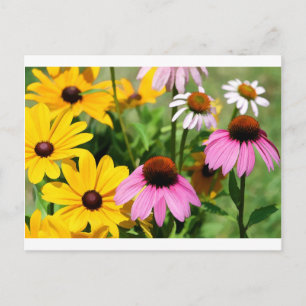 Black Eyed Susans and Pink Coneflower Daisy Garden Briefkaart