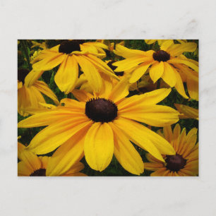 Black-Eyed Susans Briefkaart